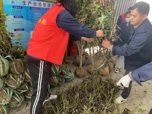 擁抱春天，播種綠色丨中原奧起黨支部開展植樹節(jié)活動